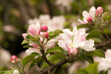 Apple Blossom close up