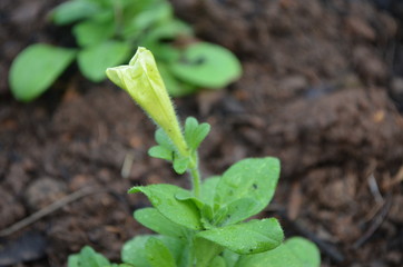 Flower in Garden