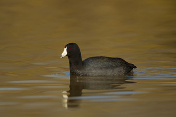 American Coot taken in cenral MN