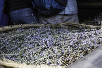 Dried lavender placed casual in a basket at outdoor market in The Czech Republic