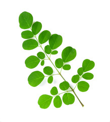 Fototapeta premium Liście Moringa izolować na białym tle.
