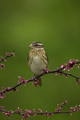 Rose-breasted Grosbeak female taken in southern MN