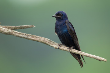 Purple Martin adult male taken in central MN