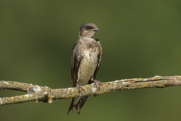 Purple Martin adult female taken in central MN