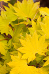 Spring yellow Acer Shurasawanum Aureum  leaves