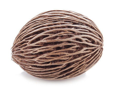 Suicide tree seed cerbera on white background