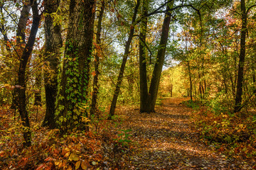 Fototapeta premium wycieczka na jesień. spacer po lesie jesienią. kolory jesieni.