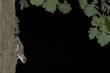 Southern Flying Squirrel taken southern MN in the wild