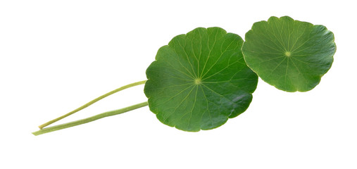 Gotu kola's leafs on white background