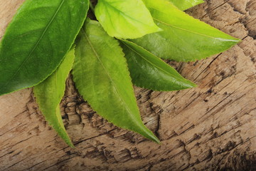 green leaves on wooden background