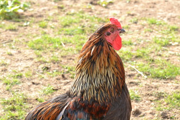 krielhaan in een weitje bij een boerencamping in Zuid-Limburg