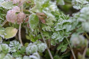 霜降、早朝の公園にて