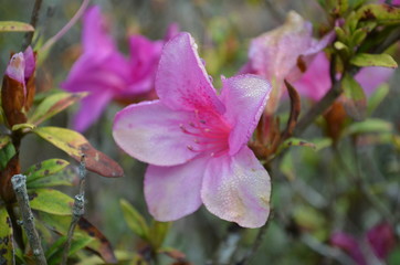 Fototapeta na wymiar Flower in Garden