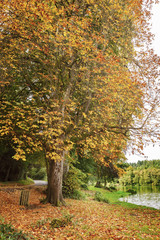 Naklejka premium Autumnal colours at Shearwater, Wiltshire