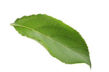 green leaf of apple isolated