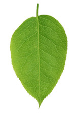 green leaf of apple isolated