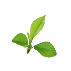 green leaves isolated on white background