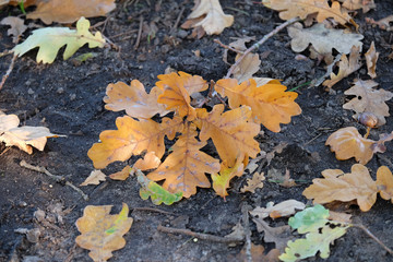 Eichenlaub auf dem Waldboden