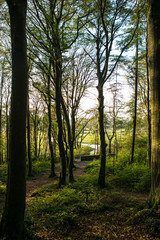 Obraz premium Woodlands In Ireland