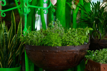 Growing herbs in metal pot
