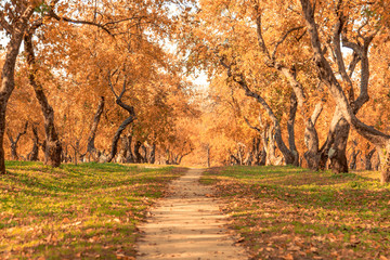 Pathway through the autumn forest