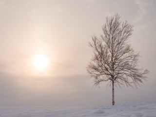 真冬の木