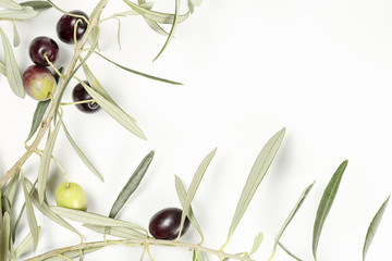 olive tree twig
