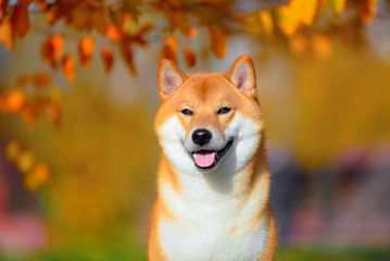 Portrait of a dog breed Shiba inu in autumn Park.