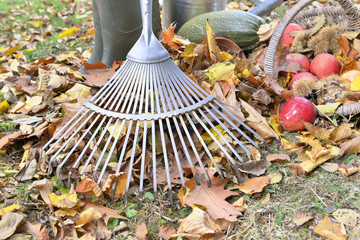 rake and leaves on a garden 