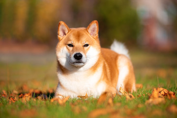 Dog breed Shiba inu in the autumn Park sits under a birch tree. 