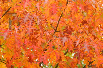 Red fall leaves in park