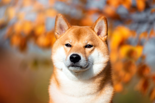Portrait of a dog breed Shiba inu in autumn Park.