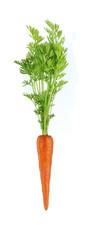 orange carrot with green leaves  isolated on white background