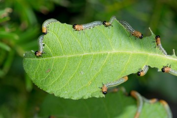 Larven/ Afterraupen/ Raupen der Weidenblattwespe (Nematus salicis; Pteronus salicis), auch Braungelbe Weidenblattwespe fressen an Weidenblatt (Salix), Niedersachsen, Deutschland, Europa 