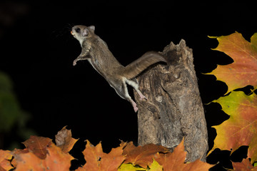Southern Flying Squirrel jumping and fall colors taken in southern MN in the wild