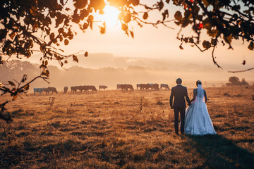 Bride in groom in orange morning agricultural landscape