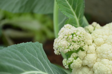 Vegetable