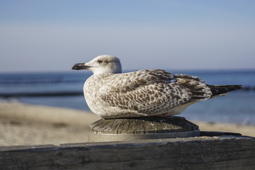 sea gull on boat dock at baltic sea beach