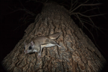 Southern Flying Squirrel looking up tree taken in southern MN