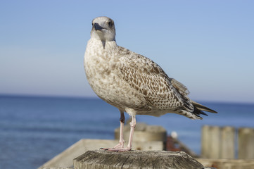 sea gull on boat dock at baltic sea beach