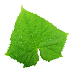 green fresh leaf of cucumber isolated