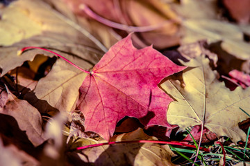 Autumn background-maple leaves fallen leaves lying on the grass 