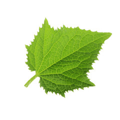green fresh leaf of cucumber isolated