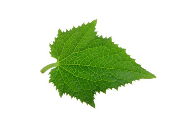 green fresh leaf of cucumber isolated