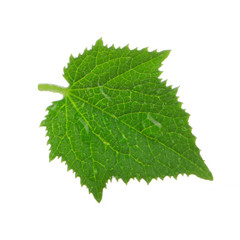 green fresh leaf of cucumber with water drops isolated