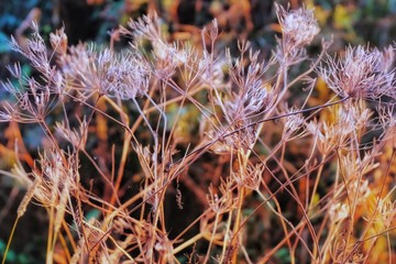 Trockene Gräser und Blüten im Abendrot