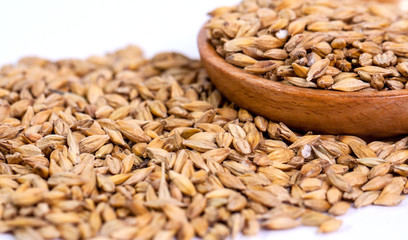 Barley beans. Grains of malt close-up. Barley on sacking background. Food and agriculture concept. Hops. 