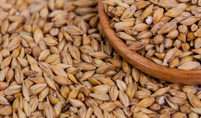 Barley beans. Grains of malt close-up. Barley on sacking background. Food and agriculture concept. Hops. 