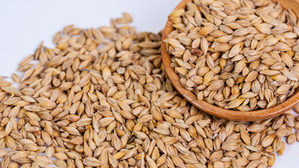 Barley beans. Grains of malt close-up. Barley on sacking background. Food and agriculture concept. Hops. 