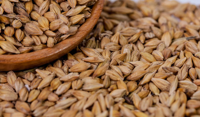 Barley beans. Grains of malt close-up. Barley on sacking background. Food and agriculture concept. Hops. 